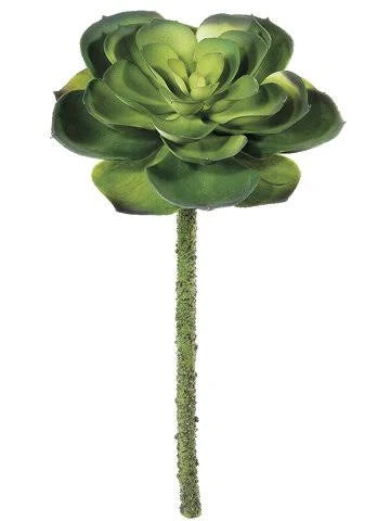 11.5 in Echeveria Pick Green Case of 24 S591967