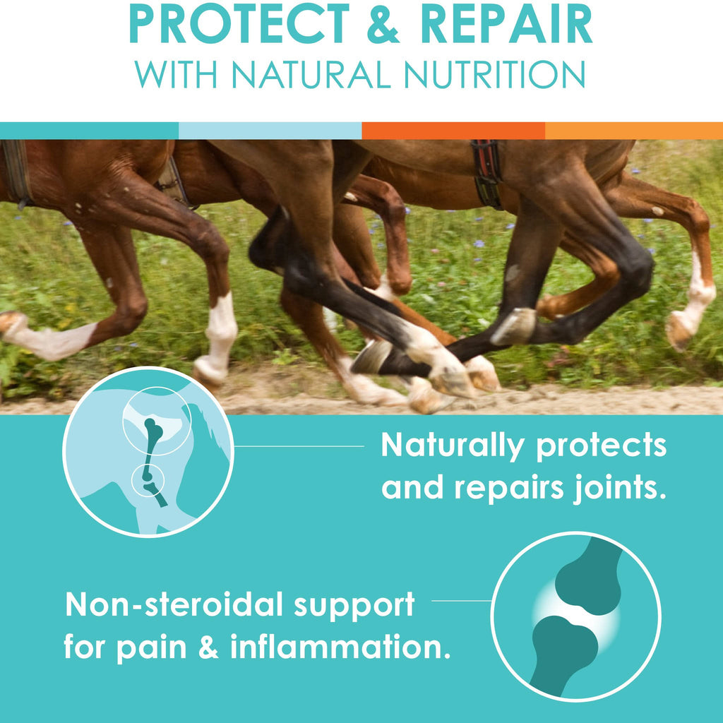 Natural Glucosamine Joint Support for Horses O893