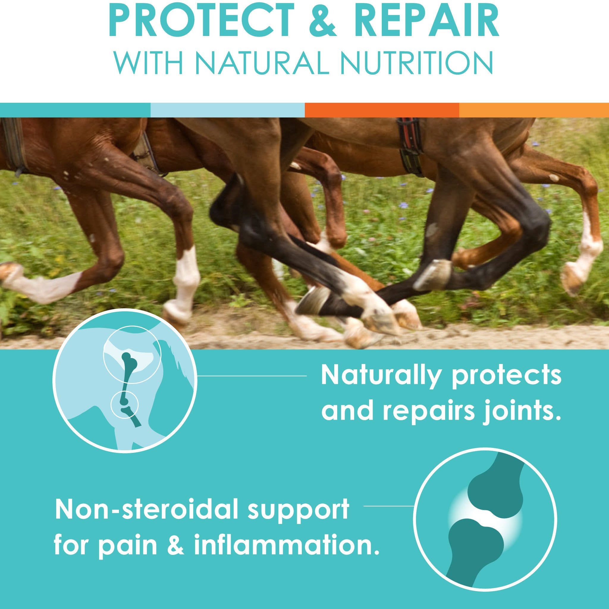 Natural Glucosamine Joint Support for Horses O893