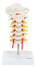 Cervical Spine Model with Spinal Nerves and Arteries D639018