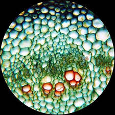 40X-2000X Binocular Microscope with 5MP Camera J15842